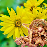 9 Edible Root Plants of Ginger Roots, Turmeric Roots, Jerusalem Artichoke Tubers, Large Size, Fresh & Ready to Grow in Garden, Each Types 3 Tubers Rhizomes
