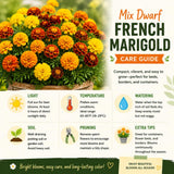 Set 2 French Marigolds Live Plants, Dwaft French Marigold Plants Live, 5-7 Inc Tall, Vibrant Flowering Plant for Indoor Outdoor Garden