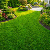Set 20000 Zoysia Grass Seeds, Zoysia Grass Seed for Lawn, Soft Fine Ground Cover for Landscape, Yard and Walkway