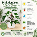 Set of 2 Live White Green Philodendron Plants in 4 Inch Pots, Tropical Indoor Houseplants with Variegated Foliage, Ready to Grow