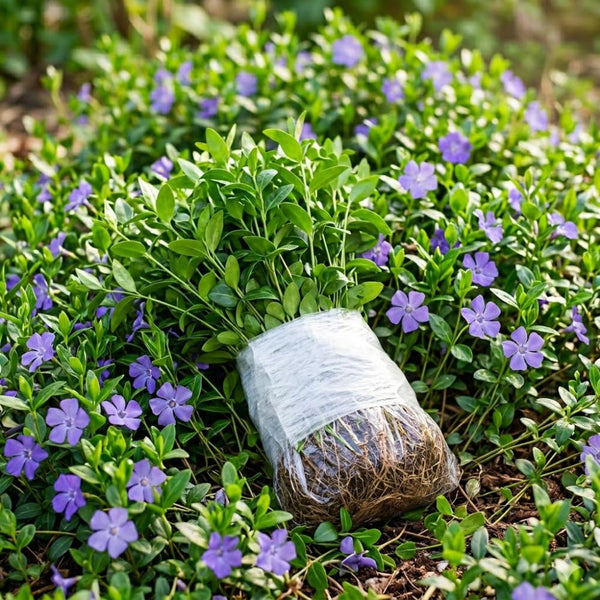 Set 50 Vinca Ground Cover Plants, Vinca Periwinkle Plants, 6-10 Inches Tall, Periwinkle Plant Live for Planting, Ideal for Indoor Outdoor Garden