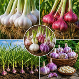 4 Mix Garlic Bulbs for Planting, Garlic for Planting, High-Yield Hardy Garlic for Garden
