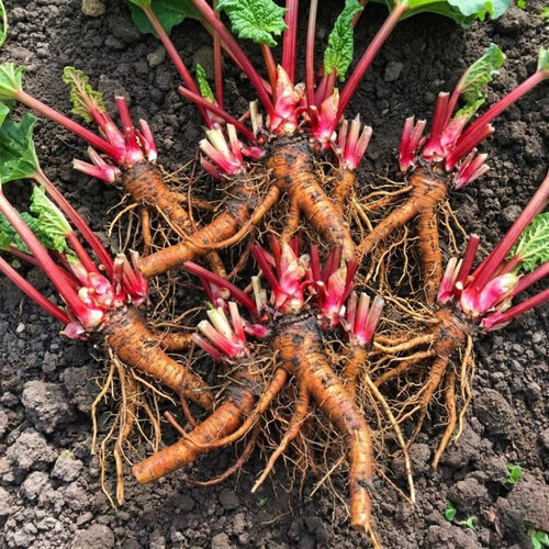 5 XL Size Rhubarb Crowns for Planting, Fast-Growing, Rhubarb Root Division Plant, High Yield, Rich Flavor, Red Stalks