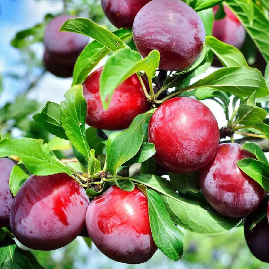 Sweet Santa Rosa Plum Trees for Planting, 12" to 24" in Height for Planting, Seedling Plums Gardening, Bare Root and Cold Hardy