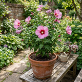 Pink Rose of Sharon Live Plant in Quart Pot, Althea Hibiscus Flowering Shrub for Outdoor Garden