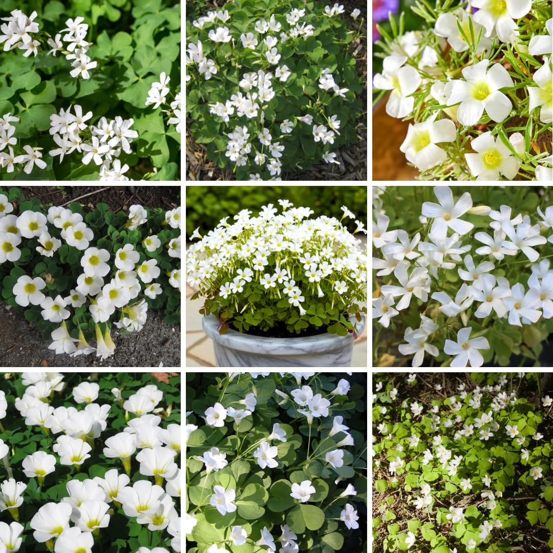 Oxalis Plant in 4'' Pot, 4-8'' Tall, Shamrock Flowers Plants, Perennial Flower Plants for Indoor and Outdoor Garden