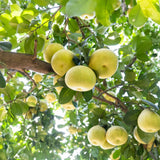 White Pomelo Grapefruit Tree Live Plant, 3 Feet Tall Grafted Citrus Tree, Large Sweet White Pumelo Fruit for Outdoor Planting