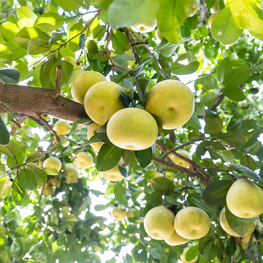 Grapefruit Pomelo Tree Live Plant, Big White Fruit Citrus Tree Grafted, 3 Feet Tall Tropical Fruit Tree