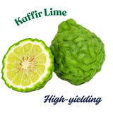 Thai Lime Tree Live Plant 2 Years Old, Ready to Bear Fruit, Grafted Fragrant Citrus Lime Fruit, 2-3 Feet Tall, Zones 9-11