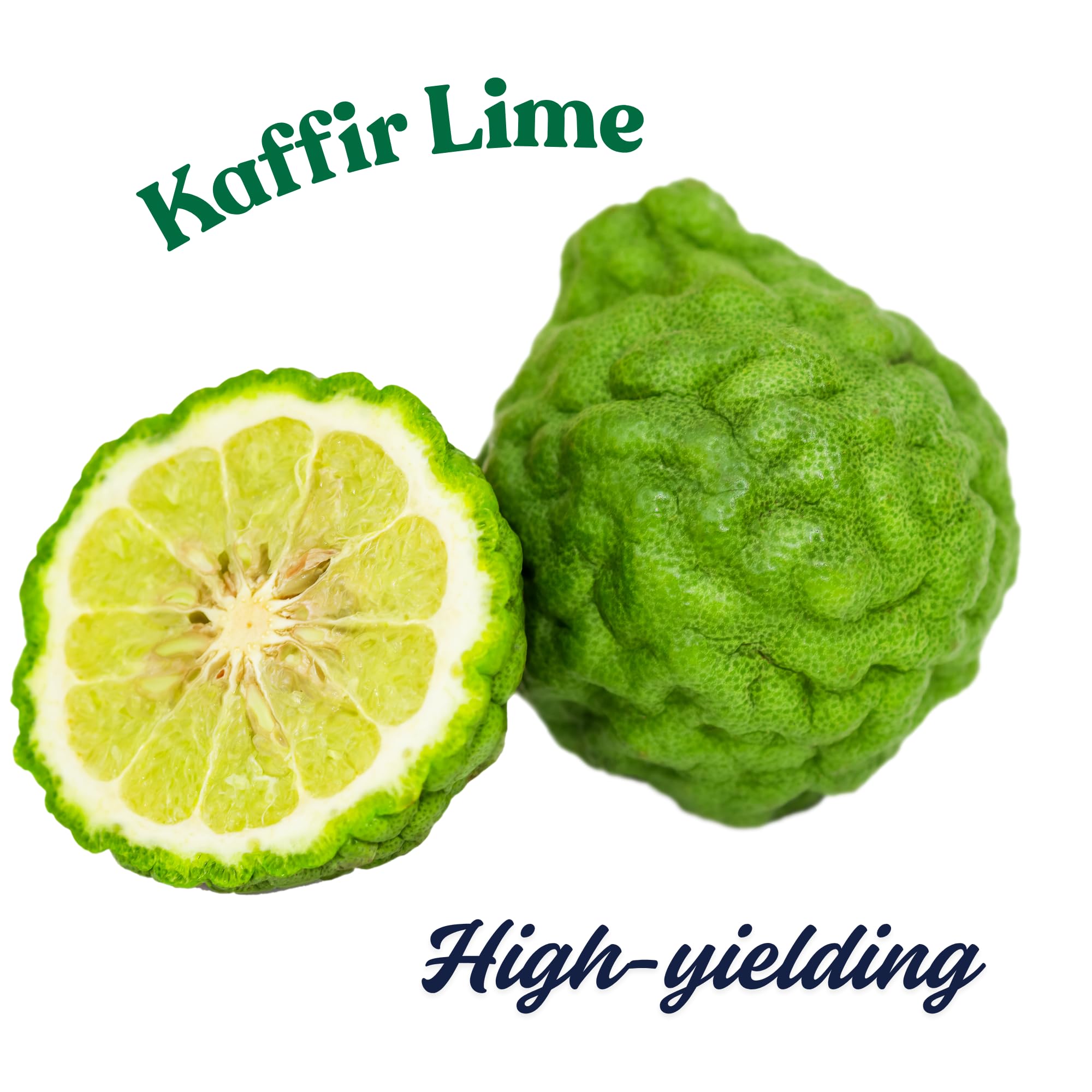 Thai Lime Tree Live Plant 2 Years Old, Ready to Bear Fruit, Grafted Fragrant Citrus Lime Fruit, 2-3 Feet Tall, Zones 9-11