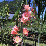 Long Epiphyllum Orchid Cactus Plants Live Tree, 1 Feet Tall Fully-Rooted in 4" Pot, Orchird Cactus Cold Hardy, Fragrant (Pink)