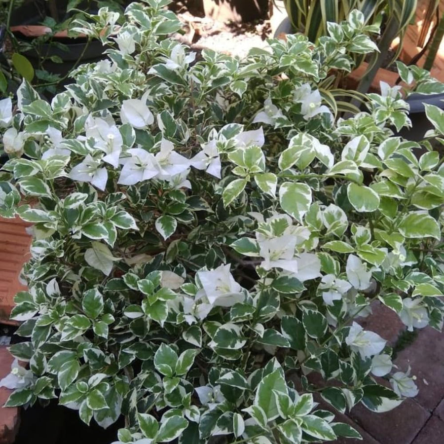 2 Trailing Bougainvillea Plants Live, Hardy Flowering Bougainvillea Plants for Hanging Basket, Container Growing, 4-8 Inches Tall (Coconut Ice)