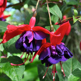 Fuchsia Plant, 3 to 4 Inch Tall Fuchsia Plants Live, Hanging Fuchsias Plants Well Rooted for Planting, Hardy Fuchsias Live Plants, Perennial, Colorful Flowers (Purple Red Flowers)