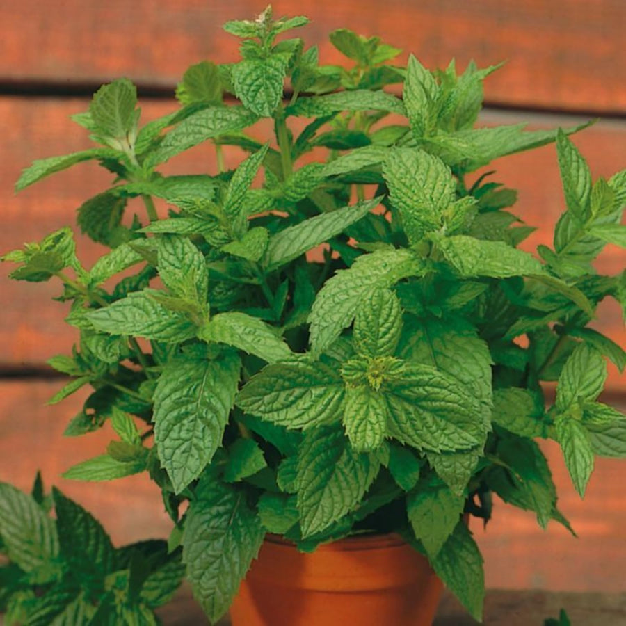 Fragrant Mint Plant Live, 4-6 Inches, Culinary Mint Herb for Indoor Outdoor Gardens (Spearmint)