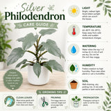 Set of 2 Live Silver Philodendron Plants in 4 Inch Pots, Tropical Indoor Houseplants with Variegated Foliage, Ready to Grow
