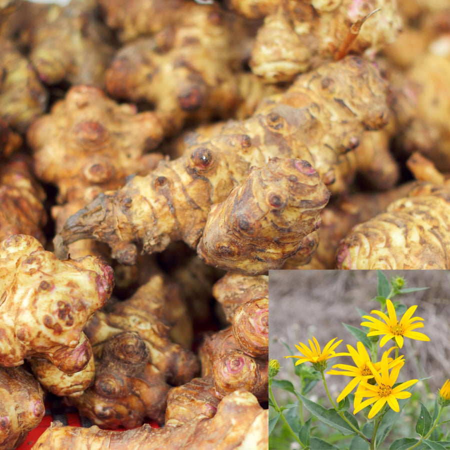 1 Lb Jerusalem Artichoke Bulbs for Planting, Hardy Perennial Sunchoke Tubers, Home Garden Growing
