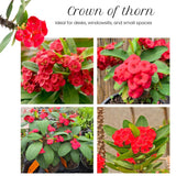 Red Crown of Thorns Plant Live, Euphorbia Milii Flowering Succulent Live Plant, 4 Inch Pot, Large Blooms