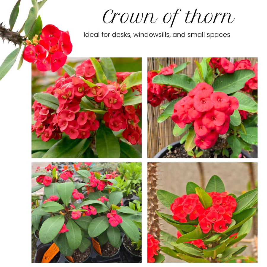Red Crown of Thorns Plant Live, Euphorbia Milii Flowering Succulent Live Plant, 4 Inch Pot, Large Blooms