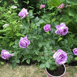 Mini Rose Bush, Miniature Rose Flowers in 3'' Pot, Compact Flowering Rose for Indoor Outdoor Gardens and Containers