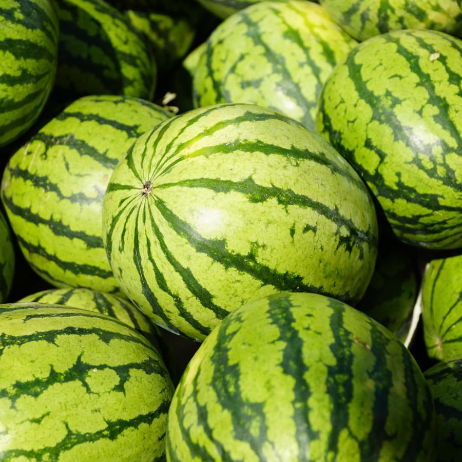 Pack 2 Watermelon Plants Live, Sweet Fruit Plant Gardening, 4-6 Inches Tall, Ready to Grow