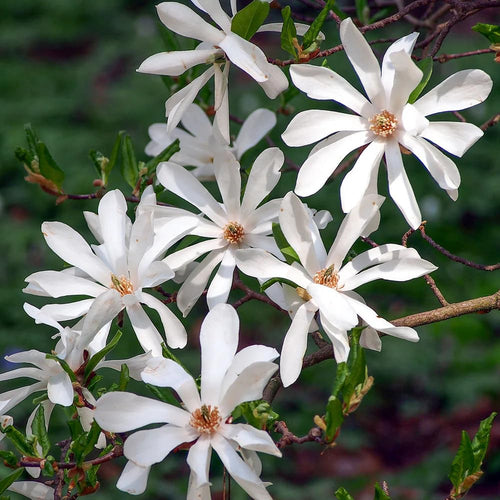 Star Magnolia Tree Live Plant in 2.5 Inches Pot, Dormant in Winter, 6-12 Inches in Tall, Ornamental Spring Flowering Tree, Outdoor
