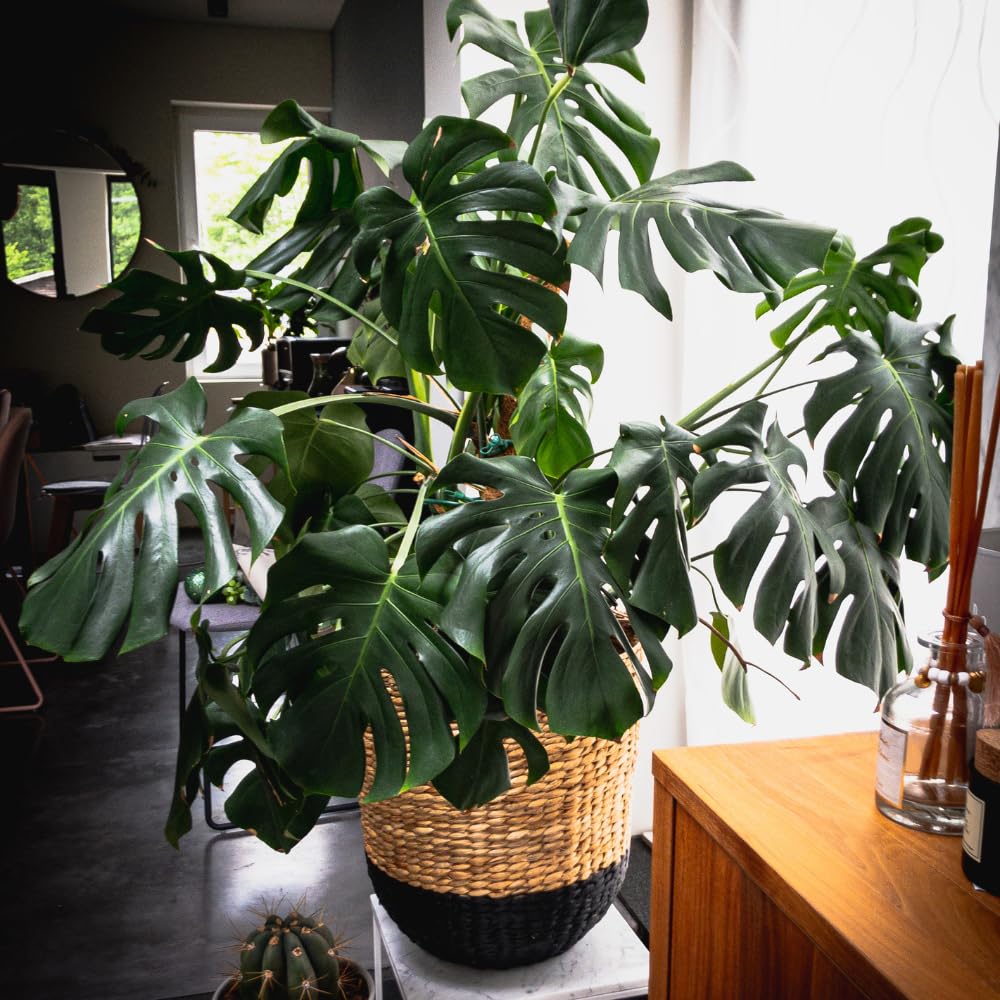 2 Rare Philodendron Live Plants Varieties Collection, Philodendrons Plants Size 5-9 Inc for Indoor Houseplant Décor, Ornamental Tropical Well-Rooted (Monstera Swiss Cheese Round Leaf)