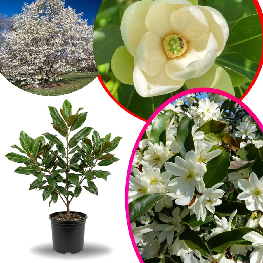 Sweetbay Magnolia Tree Live Plant in 2.5 Inches Pot, Dormant in Winter, 6-12 Inches in Tall, Ornamental Spring Flowering Tree, Outdoor