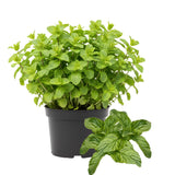 Fresh Mojito Mint Live Plant in 3.5 Inch Pot, Mint Herb Live Plant for Indoor Outdoor Growing, Spring Planting