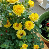 Mini Rose Bush, Miniature Rose Flowers in 3'' Pot, Compact Flowering Rose for Indoor Outdoor Gardens and Containers (Yellow Roses)