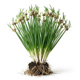 Set 5 Egyptian Walking Onion Plants Live, Heirloom Perennial Plant