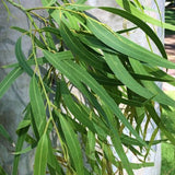 Fragrant Starter Eucalyptus Tree Plant Live, 5-8 Inches Tall, Dormant, Fragrant Leaf for Home Decor, Ready for Transplant (Lemon)