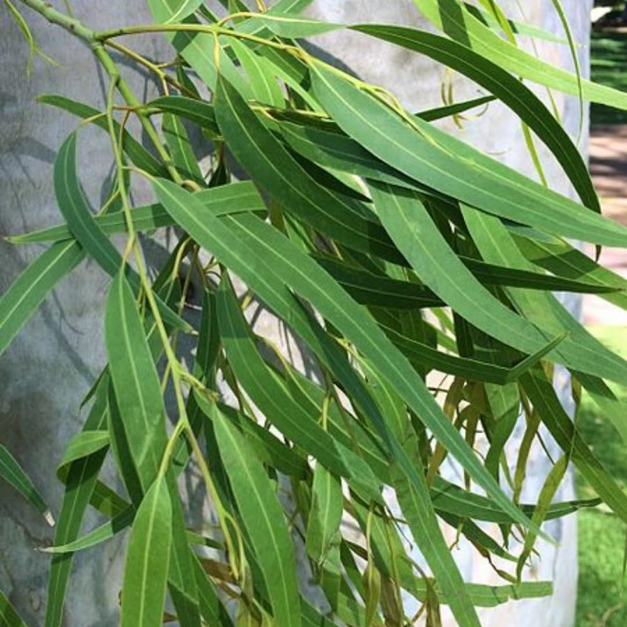 Fragrant Starter Eucalyptus Tree Plant Live, 5-8 Inches Tall, Dormant, Fragrant Leaf for Home Decor, Ready for Transplant (Lemon)