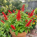 2 Salvia Plants, Pineapple Salvia Live Plants, 4-6 Inches Tall, 4 Inches Pot, Long Blooming Red Flowers for Indoor Outdoor Growing