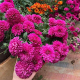 2 Purple Chrysanthemum Plants Live, 5 to 7 Inc in Height, Mums Plants Live, Mum Live Plant Gardening Outdoor or Indoor