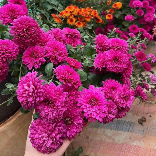 2 Purple Chrysanthemum Plants Live, 5 to 7 Inc in Height, Mums Plants Live, Mum Live Plant Gardening Outdoor or Indoor