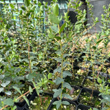 2 Medium Silver Dollar Eucalyptus Tree, Eucalyptus Plant Live, 5-7 Inches Tall, Dormant, No Leaf Until Spring, Fragrant Leaf for Home Decor
