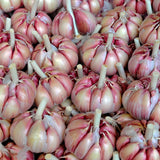 4 Large Red Garlic Bulbs for Planting, Heirloom Hardneck Seed Garlic, High Yield Garden, Fall and Spring Planting