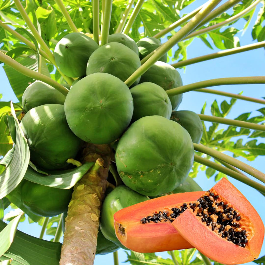 Live Papaya Tree Plant, 4 to 6 Inches Tall, Tropical Papaya Fruit Plant for Home Gardens and Containers