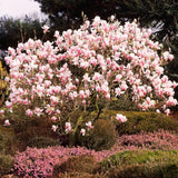 2 Magnolia Trees Live Plant, Fragrant Magnolia Plant Live for Planting Outdoor 6 to 12 Inc Height, Beautiful Magnolia Flowers Tree, Magnolia Flowers, in Pots (Saucer Magnolia)
