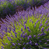 2 Lavender Plants Live Outdoor, Live Lavender Plants, 3 Inches Pot, Fragrant Perennial Herb