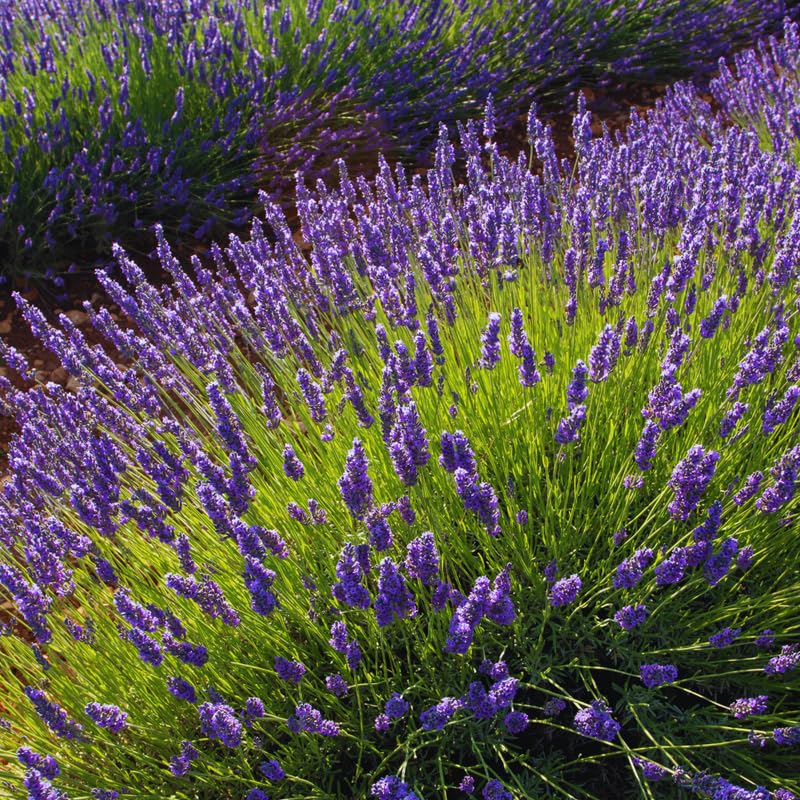 2 Lavender Plants Live Outdoor, Live Lavender Plants, 3 Inches Pot, Fragrant Perennial Herb