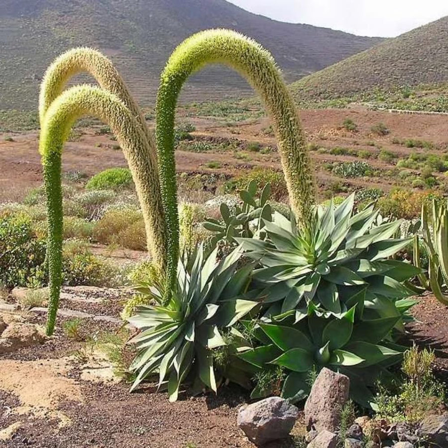 Green Agave Live Plant, 8 Inches Tall in 4 Inch Pot, Agave Succulent Plant for Indoor or Outdoor Growing