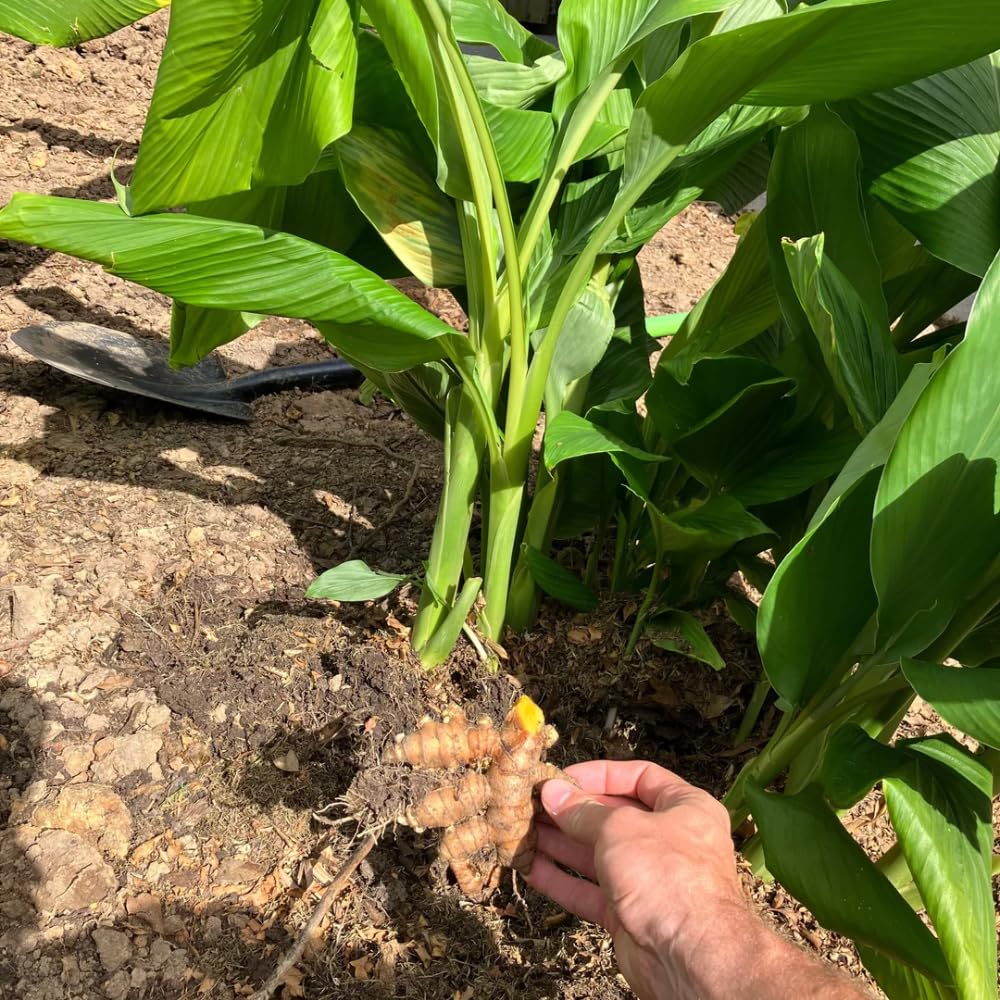 Pack 8 Turmeric Roots for Planting, Fresh Yellow Turmeric Root, Curcuma Longa, Ready for Indoor Outdoor Gardening