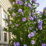 Purple Rose of Sharon Plant in Quart Pot, Hardy Hibiscus Flowering Shrub, Vibrant Outdoor Althea Plants, Fast-Growing Perennial
