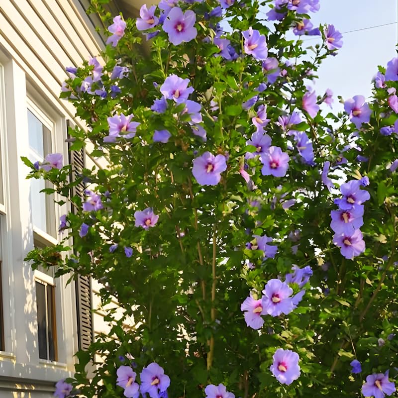 Purple Rose of Sharon Plant in Quart Pot, Hardy Hibiscus Flowering Shrub, Vibrant Outdoor Althea Plants, Fast-Growing Perennial
