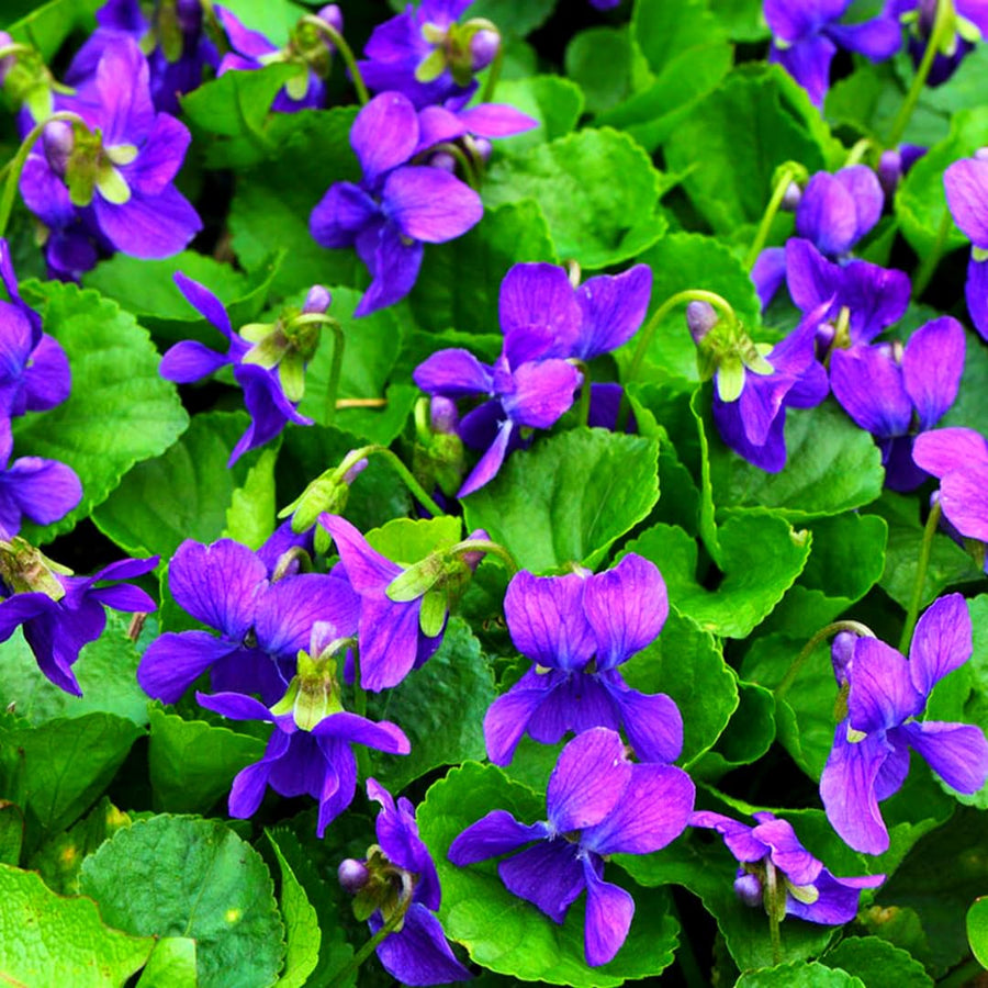 12 Common Blue Violet Live Plants, Viola Sororia Blue Purple Color for Growing, Ground Cover Plants, Bare Roots