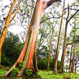 Rainbow Eucalyptus Plant Live, Eucalyptus Live Plants, in 2.5" Pot, Well-Rooted Starter Plants for Indoor Outdoor Growing