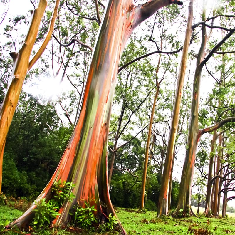 Rainbow Eucalyptus Plant Live, Eucalyptus Live Plants, in 2.5" Pot, Well-Rooted Starter Plants for Indoor Outdoor Growing