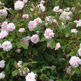 Rose Live Plant, Climbing Roses Plant Live, 5 to 8" Tall, 5 Months Old Fragrant Climber Plant for Planting, No Leaf, Trim Back, Well Rooted, Bare Root (Vibrant Light Pink)