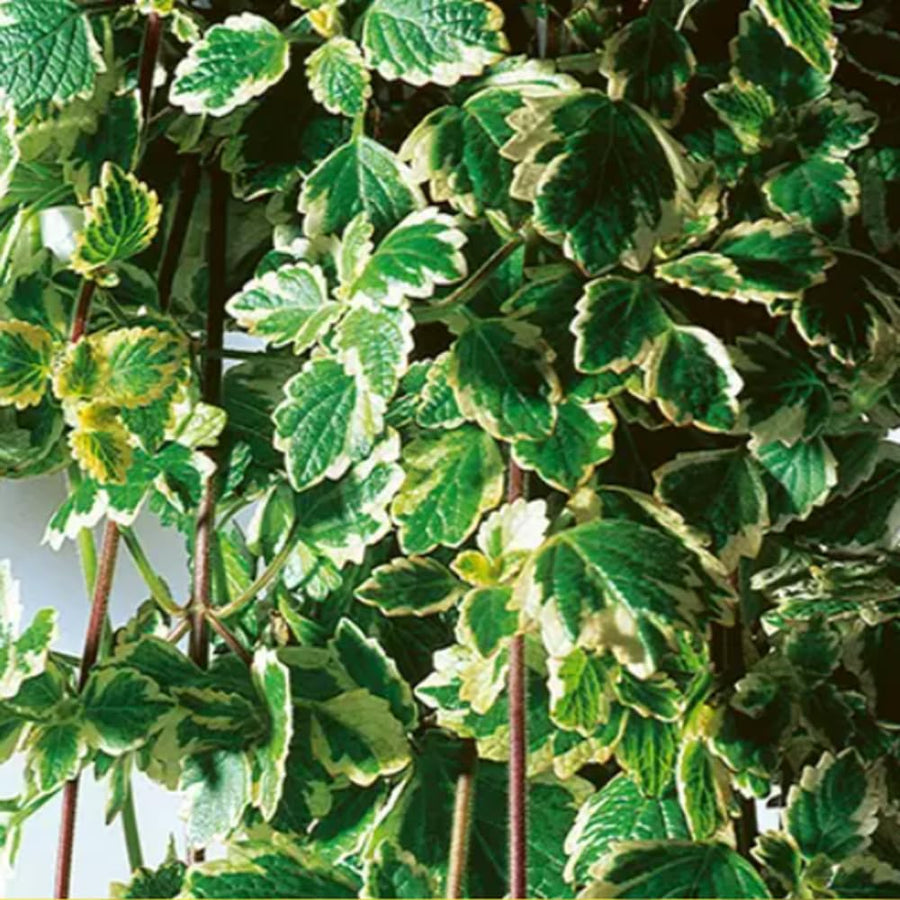 2 Variegated Swedish Ivy Live Plants, 2" Pot Indoor Trailing Swedish Ivy Houseplant Home Garden
